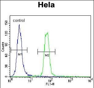 4 - SUMO1 Antibody (C-term) AP1222a