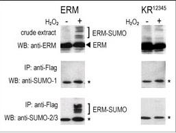 1 - SUMO1 Antibody (C-term) AP1222a