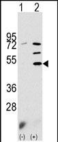 1 - PDK3 Antibody (N-term) AP7040a