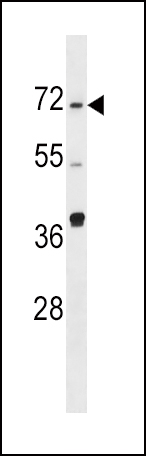 1 - SPHK2 Antibody (N-term) AP7238a