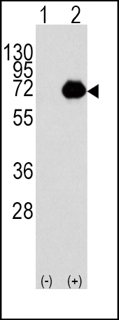 1 - ACOX1 Antibody (C-term) AP2523B