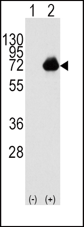 1 - ACOX1 Antibody (C-term) AP2523B