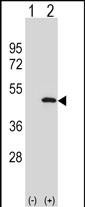 1 - ATG3 Antibody (C-term) AP1807b