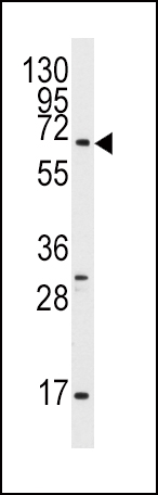1 - Pael-R (GPR37) Antibody (C-term) AP6410b