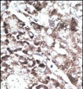 14 - Pael-R (GPR37) Antibody (C-term) AP6410b