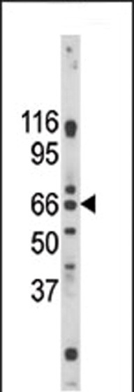 1 - Pael-R (GPR37) Antibody (C-term) AP6410b