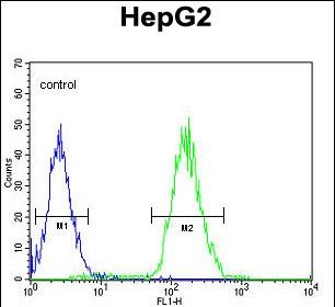 4 - Cdc14 Antibody AP8440a