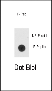 6 - Phospho-Bad(S99) Antibody AP3039a