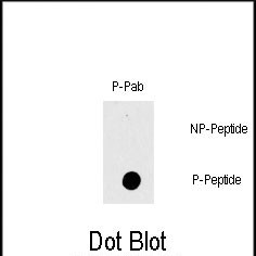 6 - Phospho-RAF1(T269) Antibody AP3346a