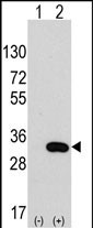 1 - CLIC4 Antibody AP7564a