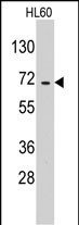 1 - EARS2 Antibody (C-term) AP7573b
