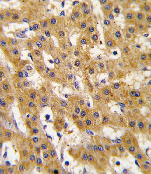 14 - PDX1 Antibody (T11) AP2034d