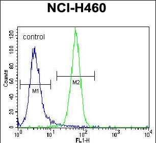 4 - NRAS Antibody (N-term) AP7745A