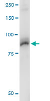 5 - AKAP8 Antibody (monoclonal) (M01) AT1089a