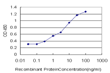 10 - ANXA10 Antibody (monoclonal) (M01) AT1146a