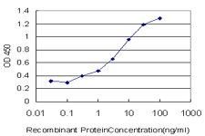 10 - ANXA10 Antibody (monoclonal) (M02) AT1147a