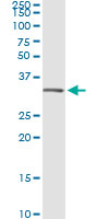 5 - ANXA5 Antibody (monoclonal) (M01) AT1151a