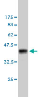 1 - ATPIF1 Antibody (monoclonal) (M01) AT1245a