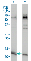 1 - ATPIF1 Antibody (monoclonal) (M01) AT1245a