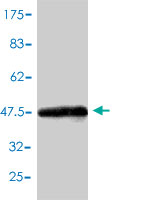 1 - CBX3 Antibody (monoclonal) (M01) AT1410a
