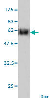 1 - CCNG2 Antibody (monoclonal) (M01) AT1421a