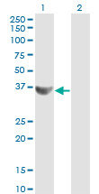 1 - CCNG2 Antibody (monoclonal) (M01) AT1421a