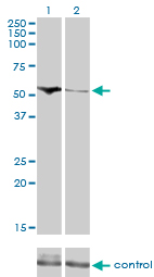 1 - CDADC1 Antibody (monoclonal) (M01) AT1453a