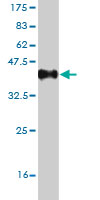1 - CLCA1 Antibody (monoclonal) (M03) AT1548a
