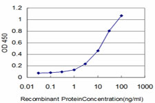 10 - COASY Antibody (monoclonal) (M05) AT1577a