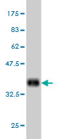 1 - COX4I2 Antibody (monoclonal) (M01) AT1598a