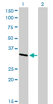 1 - CRKL Antibody (monoclonal) (M03) AT1624a
