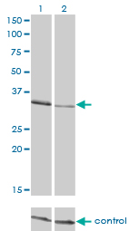1 - CRKL Antibody (monoclonal) (M03) AT1624a