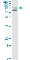 5 - CUTL1 Antibody (monoclonal) (M01) AT1684a