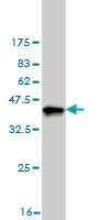 1 - DCXR Antibody (monoclonal) (M03) AT1728a