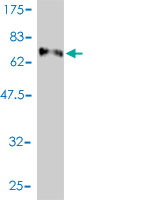 1 - E2F8 Antibody (monoclonal) (M01) AT1839a