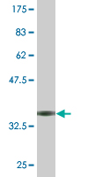 1 - EEF1B2 Antibody (monoclonal) (M10) AT1855a