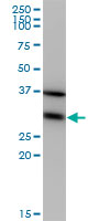 1 - EEF1B2 Antibody (monoclonal) (M10) AT1855a