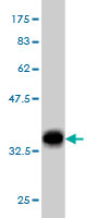 1 - EHD2 Antibody (monoclonal) (M01) AT1866a
