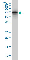 1 - EHD2 Antibody (monoclonal) (M01) AT1866a