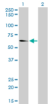 1 - EHD2 Antibody (monoclonal) (M01) AT1866a