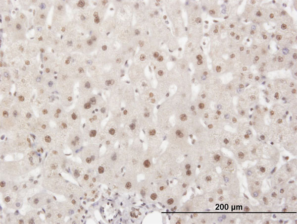 2 - ELAVL1 Antibody (monoclonal) (M02) AT1891a