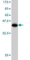 1 - ELAVL1 Antibody (monoclonal) (M02) AT1891a
