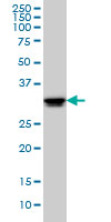 1 - ELAVL1 Antibody (monoclonal) (M02) AT1891a