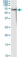 5 - FKBP4 Antibody (monoclonal) (M01) AT2057a