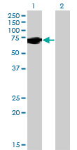 1 - FUBP1 Antibody (monoclonal) (M03) AT2118a