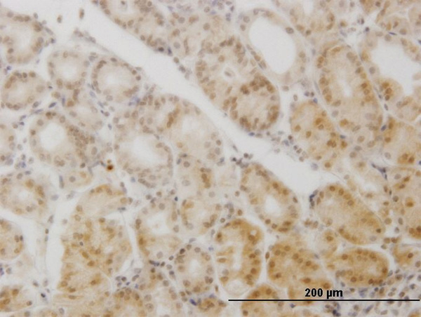2 - GCM1 Antibody (monoclonal) (M05) AT2180a