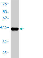1 - GCSH Antibody (monoclonal) (M01) AT2183a