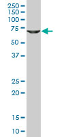 1 - GLYCTK Antibody (monoclonal) (M02) AT2216a