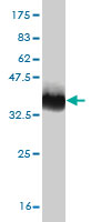 1 - GRB10 Antibody (monoclonal) (M01) AT2257a