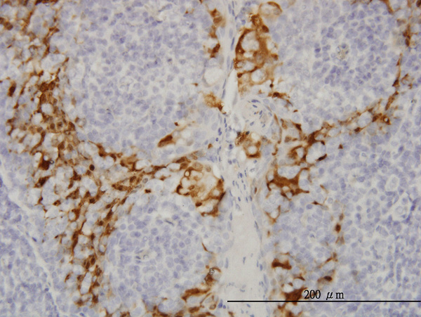 2 - GSTA3 Antibody (monoclonal) (M01) AT2277a